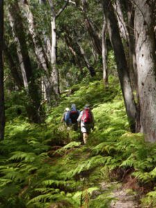 walking in ferns website resize 225x300